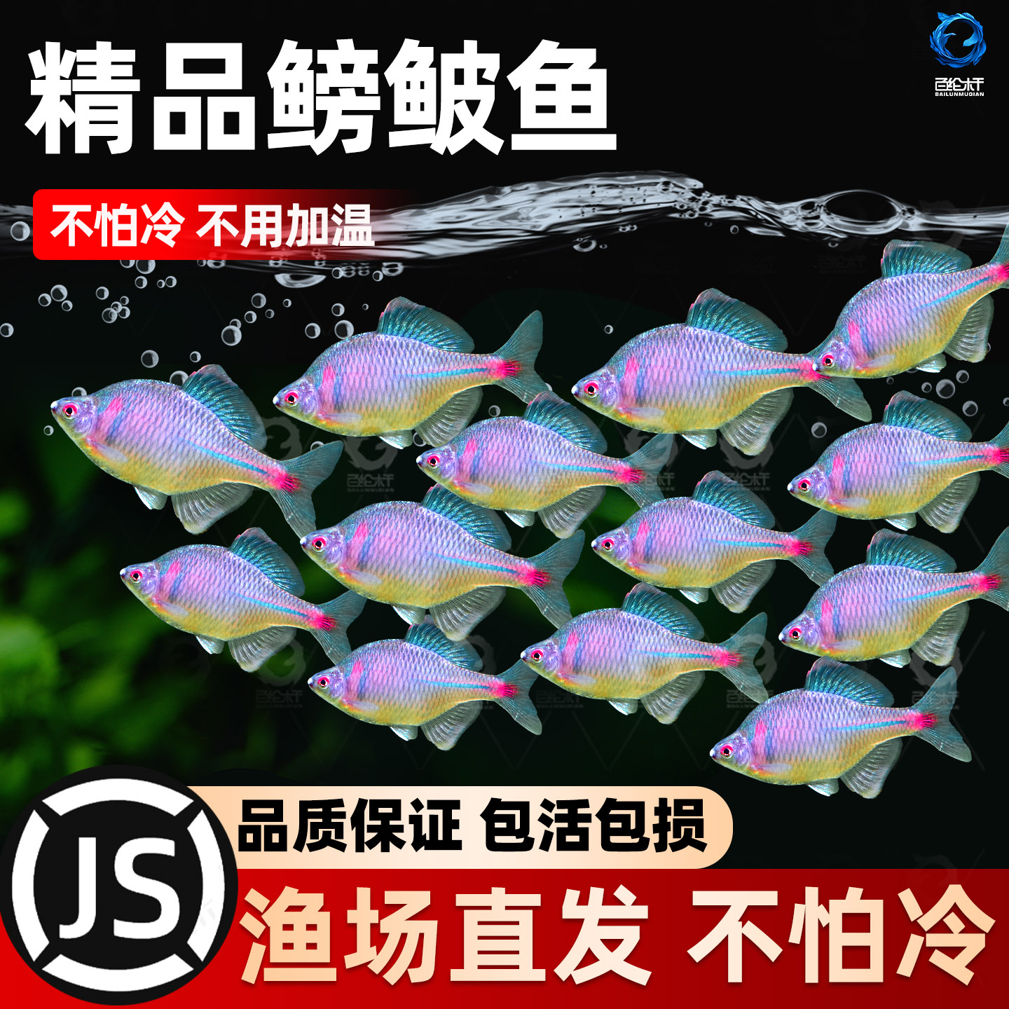 好养淡水观赏鳑鲏鱼七彩旁皮除藻冷水鱼活体小型鱼苗原生群游小鱼