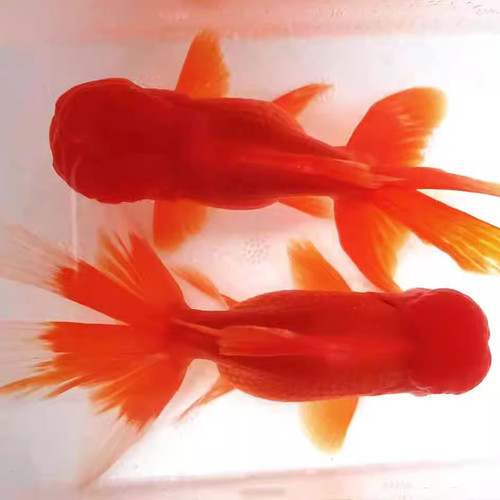 红狮金鱼国师鱼冷水鱼小金鱼活鱼淡水锦鲤观赏鱼好养耐活鱼不加温