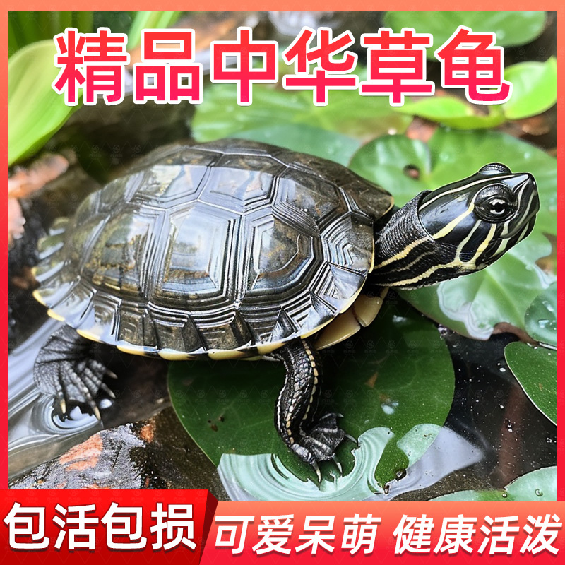 中华草龟活体小乌龟宠物观赏龟金线龟好养耐活长寿龟外塘草龟苗