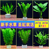 鱼缸水草莫斯真植物水族箱中后景绿菊蜈蚣草阴性造景装 饰绿植真草