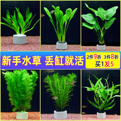 鱼缸懒人真水草活体植物