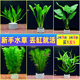 鱼缸水草莫斯真植物水族箱中后景绿菊蜈蚣草阴性造景装 饰绿植真草