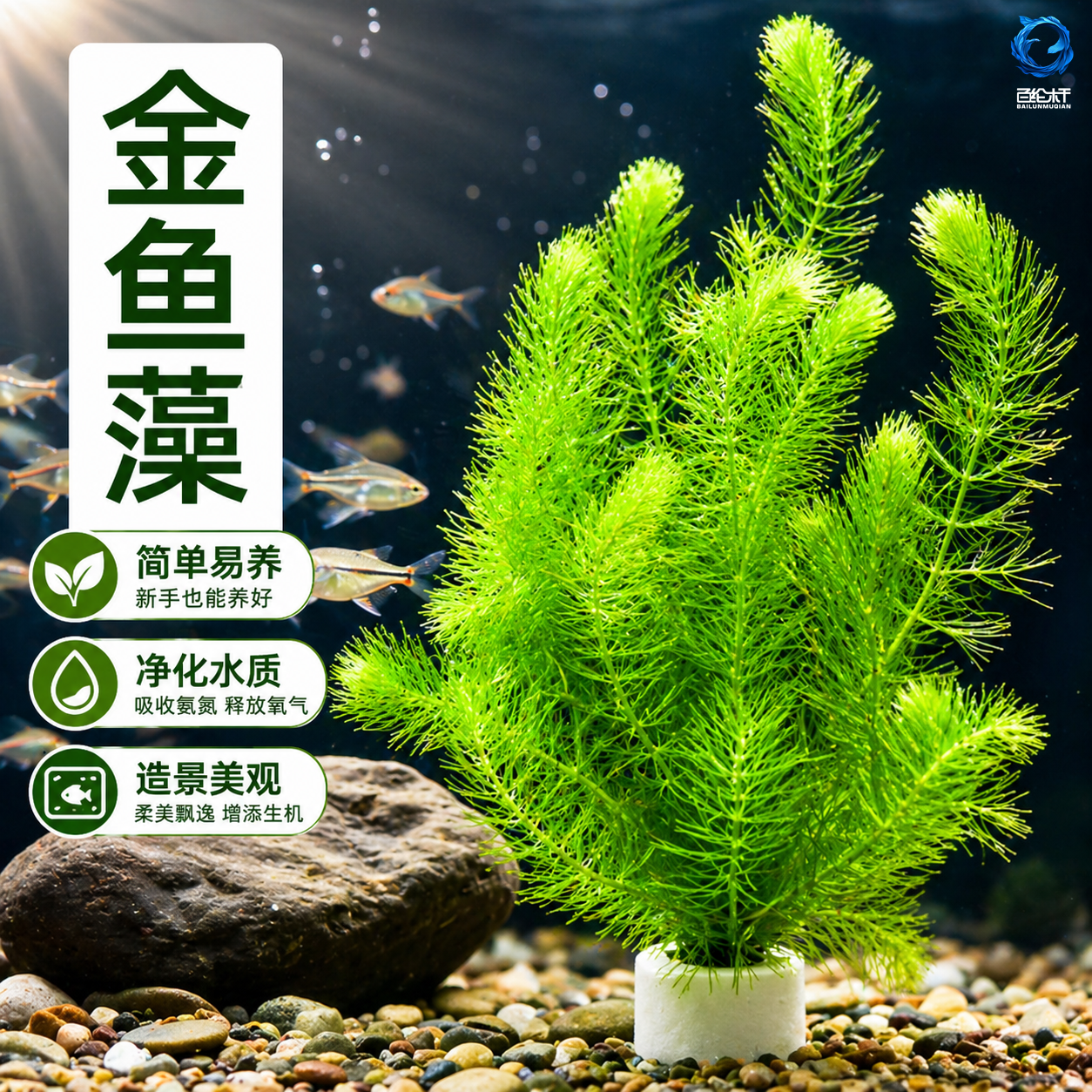 金鱼藻水草淡水水族箱鱼缸造景挂卵繁殖净化水质好养养鱼专用冒泡