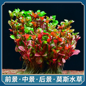 不用泥 水草活体 鱼缸水草植物定植懒人水草造景套餐净化水质