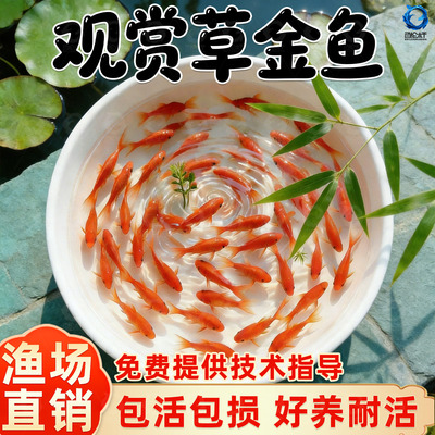 冷水观赏鱼淡水观赏鱼活鱼草金鱼苗活体金鱼小金鱼观赏鱼红龙饲料