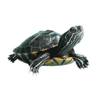 中华草龟活体小乌龟宠物观赏龟金线龟好养耐活长寿龟活物草龟苗