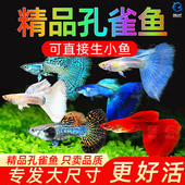 孔雀鱼纯种观赏鱼小型淡水好养热带鱼活体清道夫斑马金鱼小鱼鱼苗
