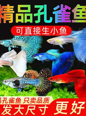 孔雀鱼纯种观赏鱼小型淡水好养热带鱼活体清道夫斑马金鱼小鱼鱼苗