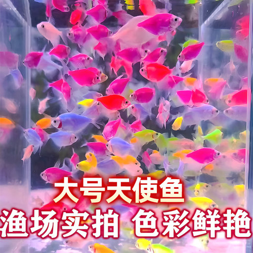 天使鱼热带观赏鱼小型鱼苗淡水鱼小鱼斑马鱼孔雀鱼耐活好养宠物鱼