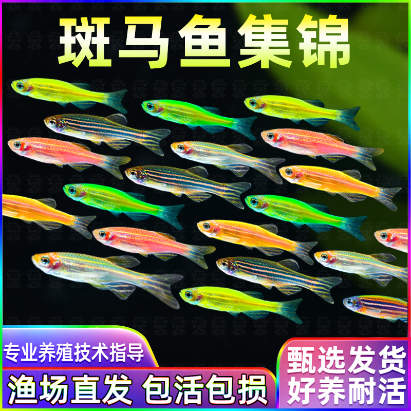灯科鱼斑马鱼活体冷淡水新练手好养红绿宝莲灯小型热带观赏金鱼苗