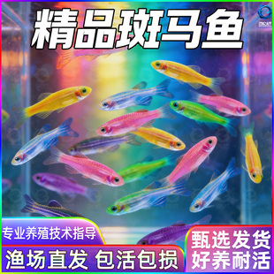 热带观赏鱼斑马鱼七彩斑马好养耐活小型冷水淡水群游多彩灯科小鱼