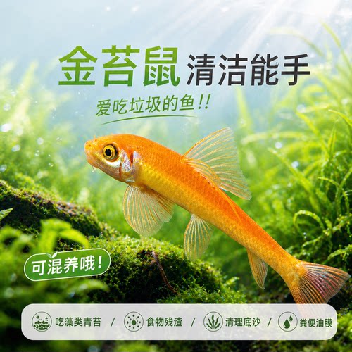 凯希慕金苔鼠清洁鱼清道夫