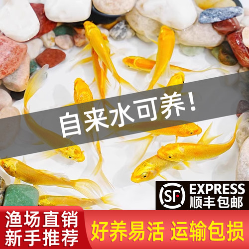 锦鲤鱼金活黄龙凤冷水淡好养耐苗