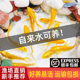 金鱼活鱼黄金锦鲤鱼龙凤锦鲤好养耐活冷水观赏鱼小鱼苗
