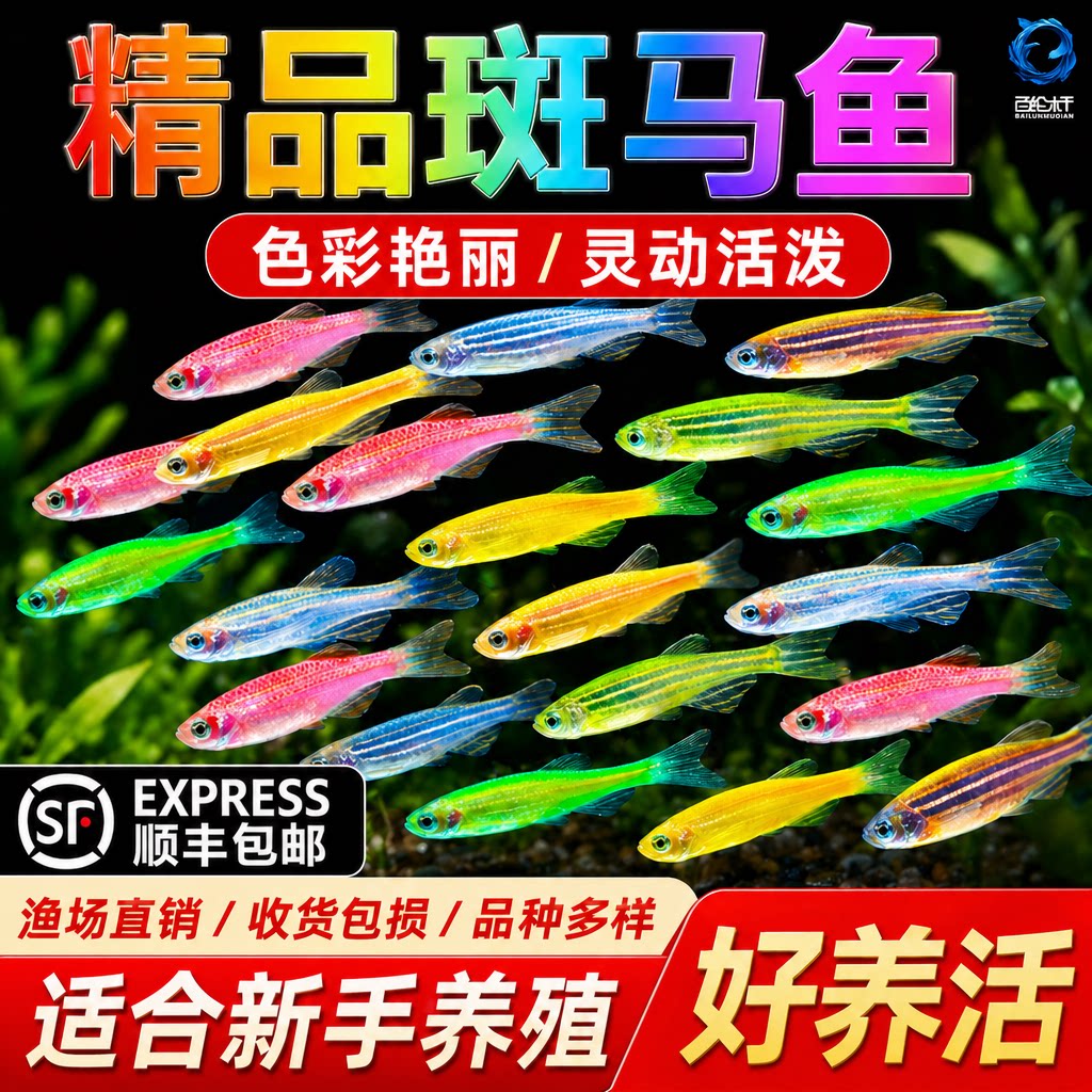 热带观赏鱼斑马鱼七彩斑马好养耐活小型冷水淡水群游多彩灯科小鱼 - 实物图