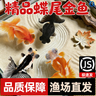 龙睛金鱼冷水观赏鱼大眼黑金鱼苗墨龙睛鱼好养耐活蝶尾金鱼活鱼