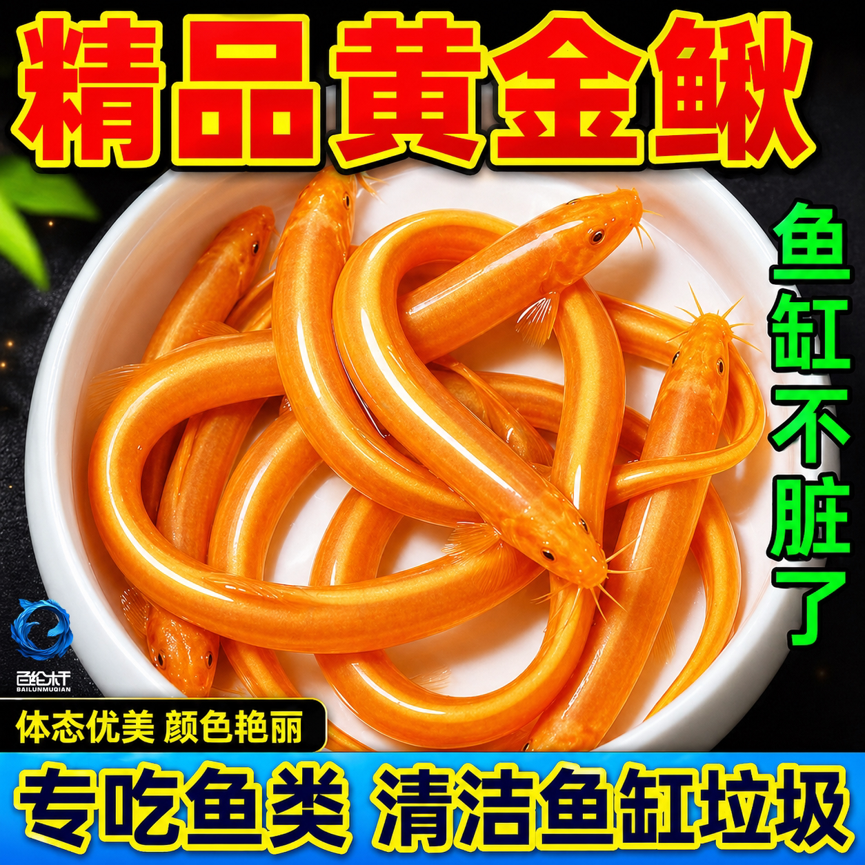 黄金泥鳅冷水清道夫鱼缸清洁工具鱼好养新练手耐活鱼观赏小金鱼苗