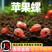 苹果螺除藻螺鱼缸清洁工具螺除藻宠物螺乌龟斑马狗头鱼活体饲料