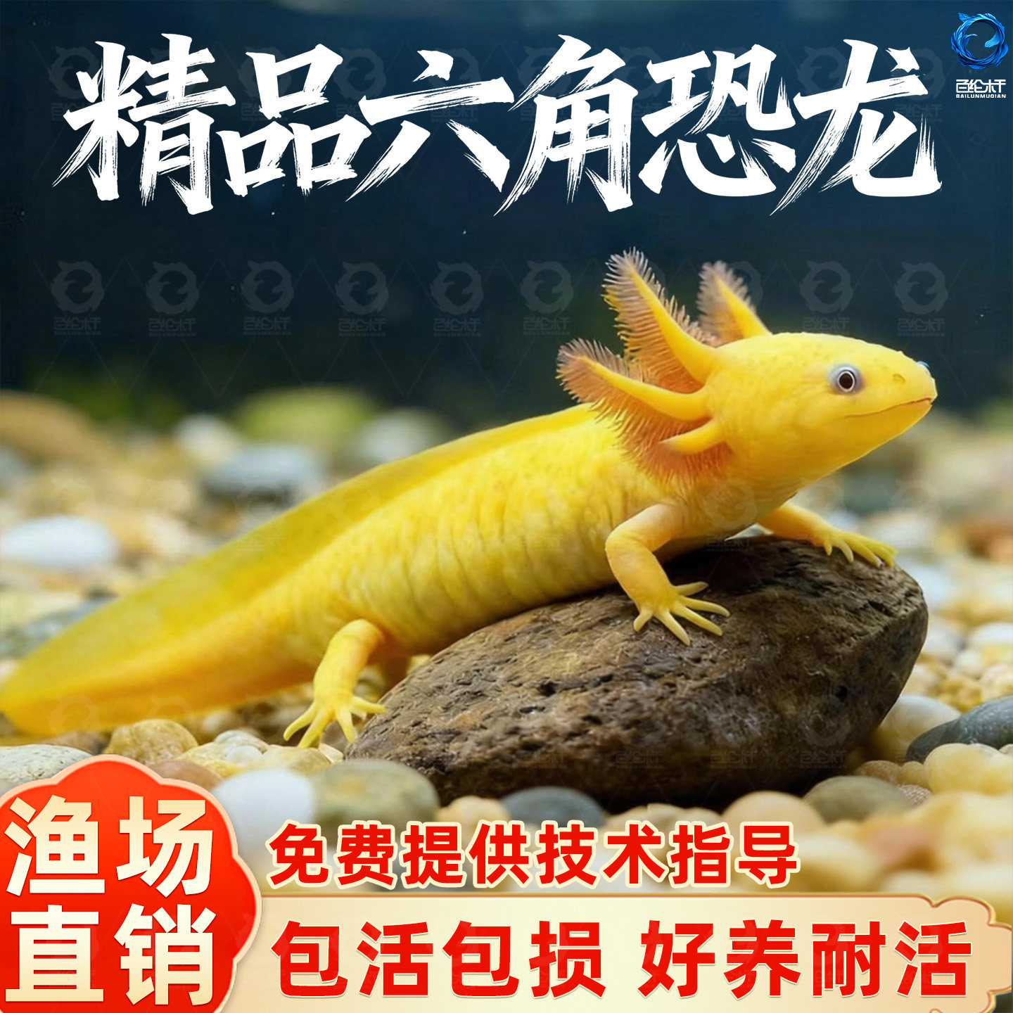 网红六角蝾螈恐龙鱼淡水冷水鱼观赏鱼宠物鱼苗锦鲤鱼水族宠物鱼,宠物/宠物食品及用品,鱼,淘宝优惠券,粉丝福利购,淘宝优惠卷
