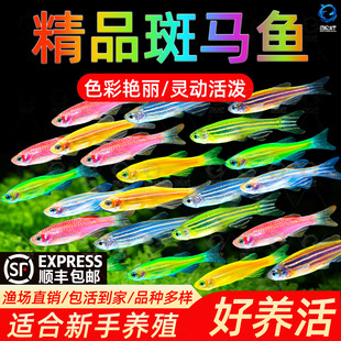 热带观赏鱼斑马鱼七彩斑马好养耐活小型冷水淡水群游多彩灯科小鱼