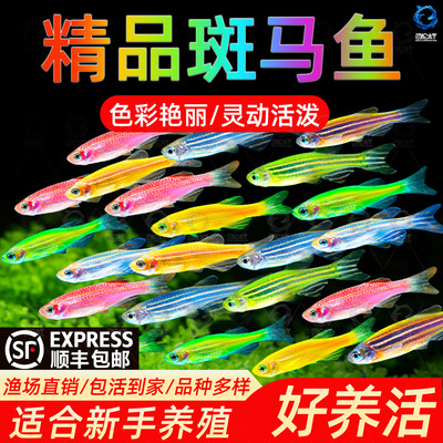 热带观赏鱼斑马鱼七彩斑马好养耐活小型冷水淡水群游多彩灯科小鱼