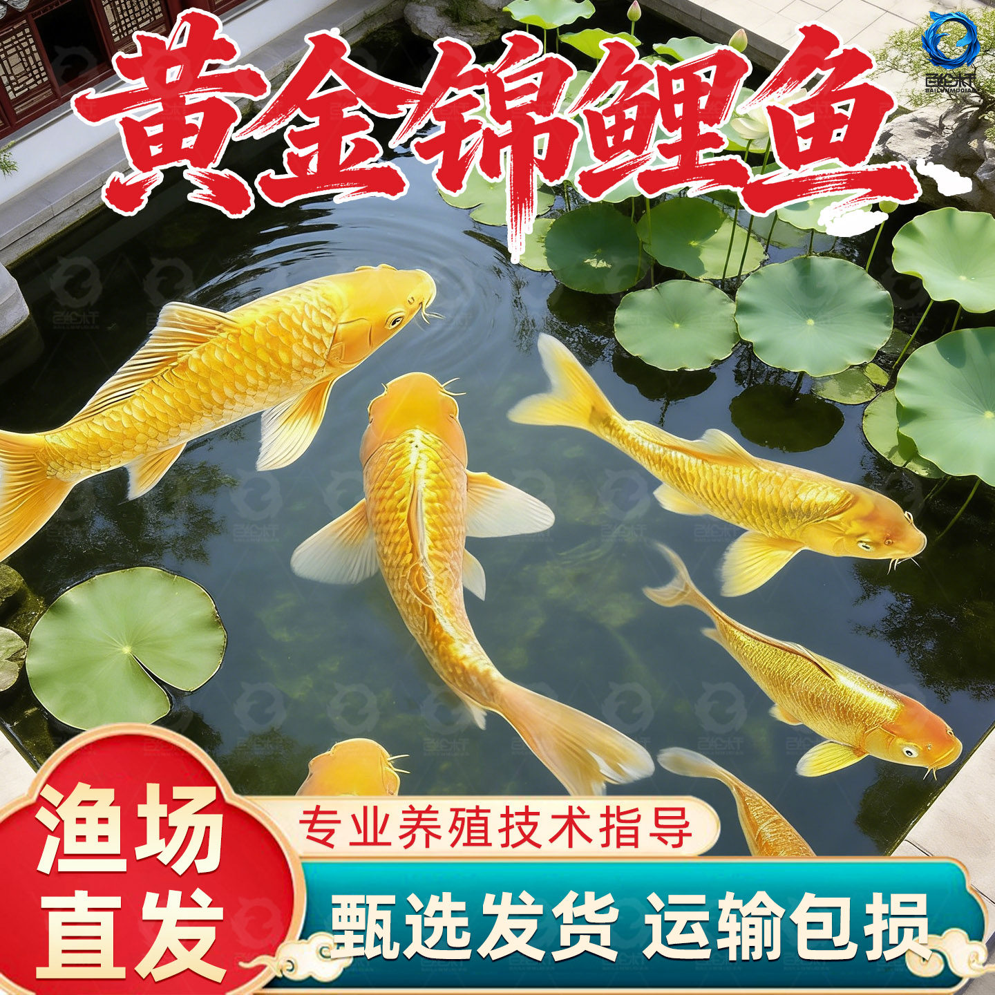 顺丰黄金锦鲤活体小型观赏鱼冷水淡水鱼好养耐活黑金锦鲤鱼苗活鱼,宠物/宠物食品及用品,鱼,淘宝优惠券,粉丝福利购,淘宝优惠卷