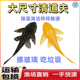 清道夫鱼缸清洁工吃粪便淡水观赏鱼好养耐活热带冷水工具鱼垃圾鱼