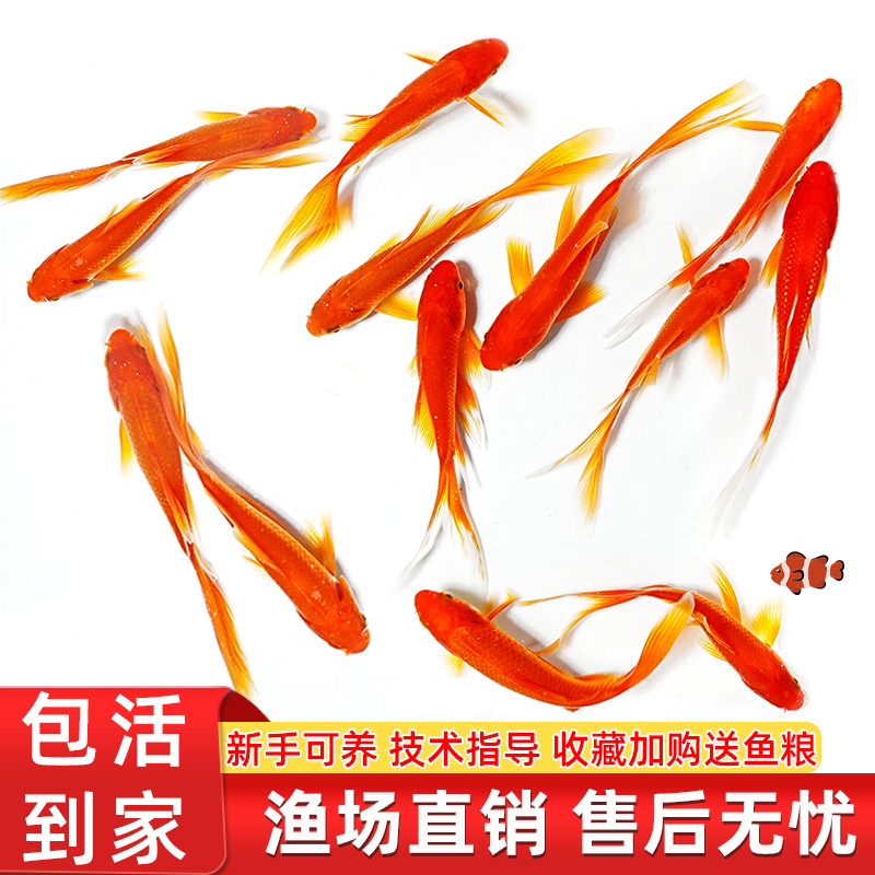 观赏鱼冷水淡水鱼红鲤鱼小草鱼金鱼锦鲤鱼招财水鱼活体饲料鱼红草