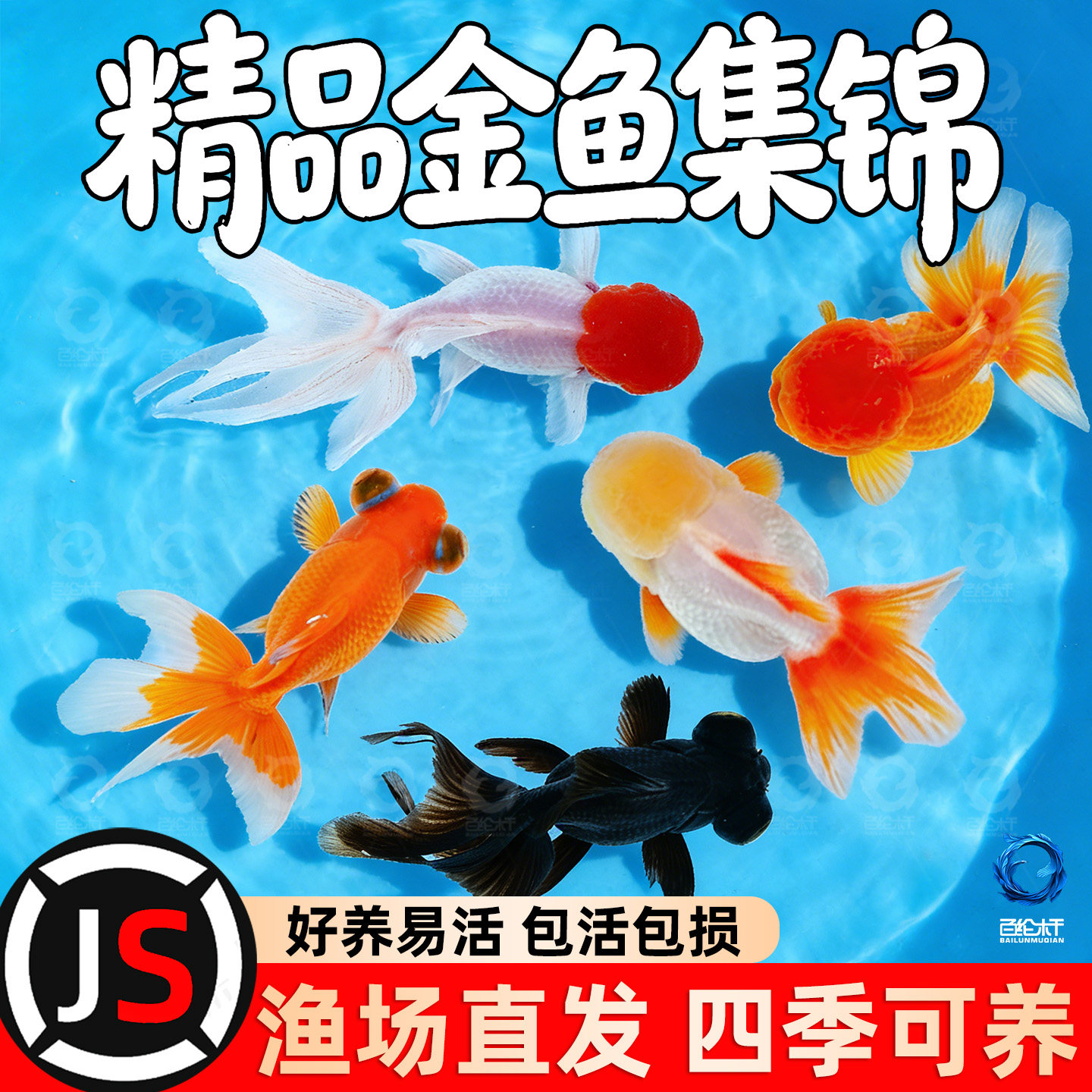 金鱼活鱼观赏鱼活体小金鱼冷水鱼好养耐活金鱼苗淡水鱼宠物鱼大型