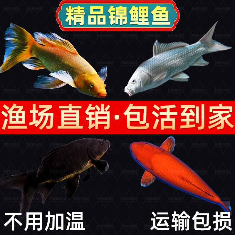 金鱼活体观赏锦鲤草冷水黑黄白小