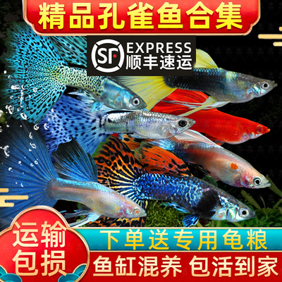 顺丰纯种大尾巴孔雀鱼活鱼怀孕母临产小型热带精品凤尾鱼苗观赏鱼