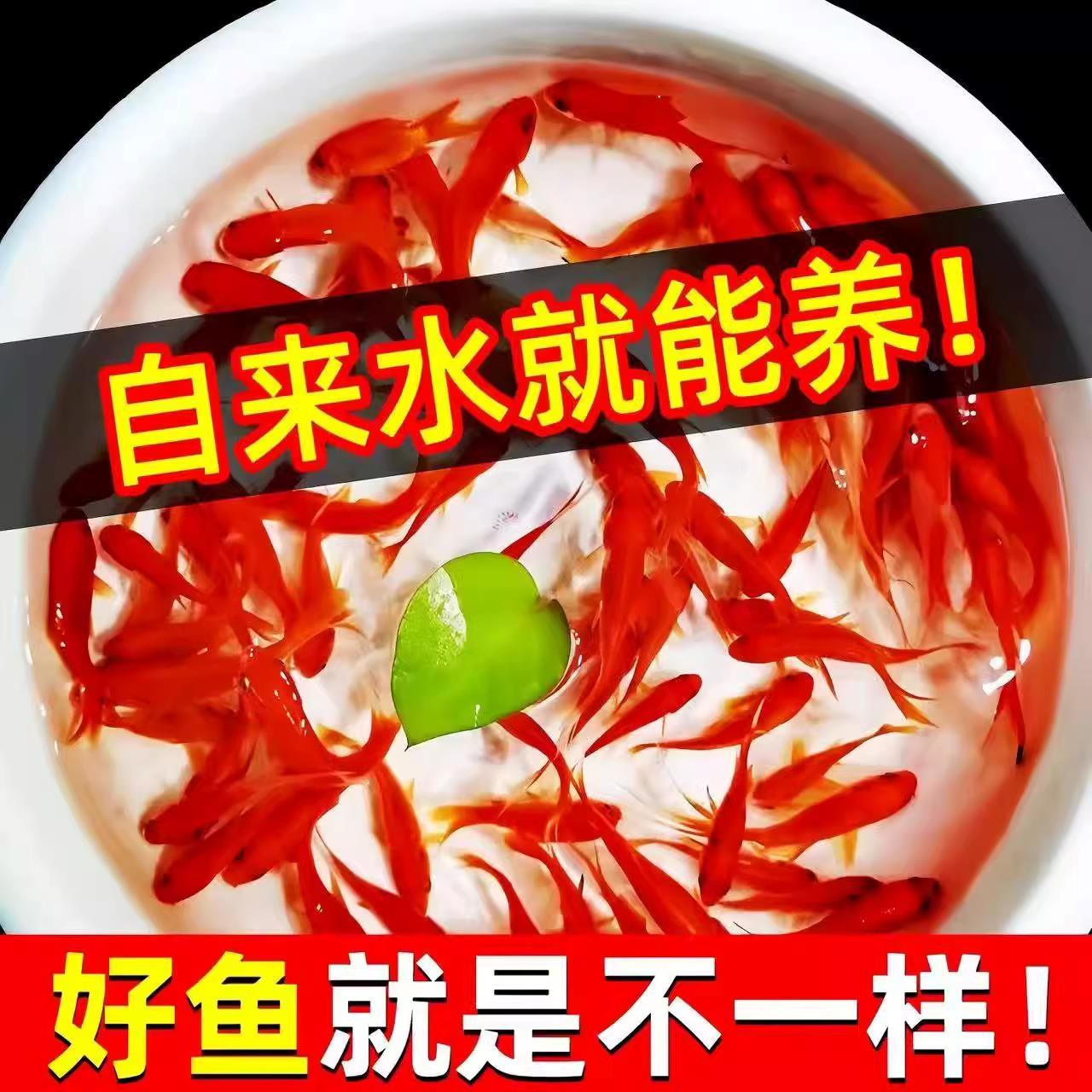 纯种凤尾大红草金鱼小锦鲤打氧淡水观赏鱼苗好养耐活自来水冷水鱼