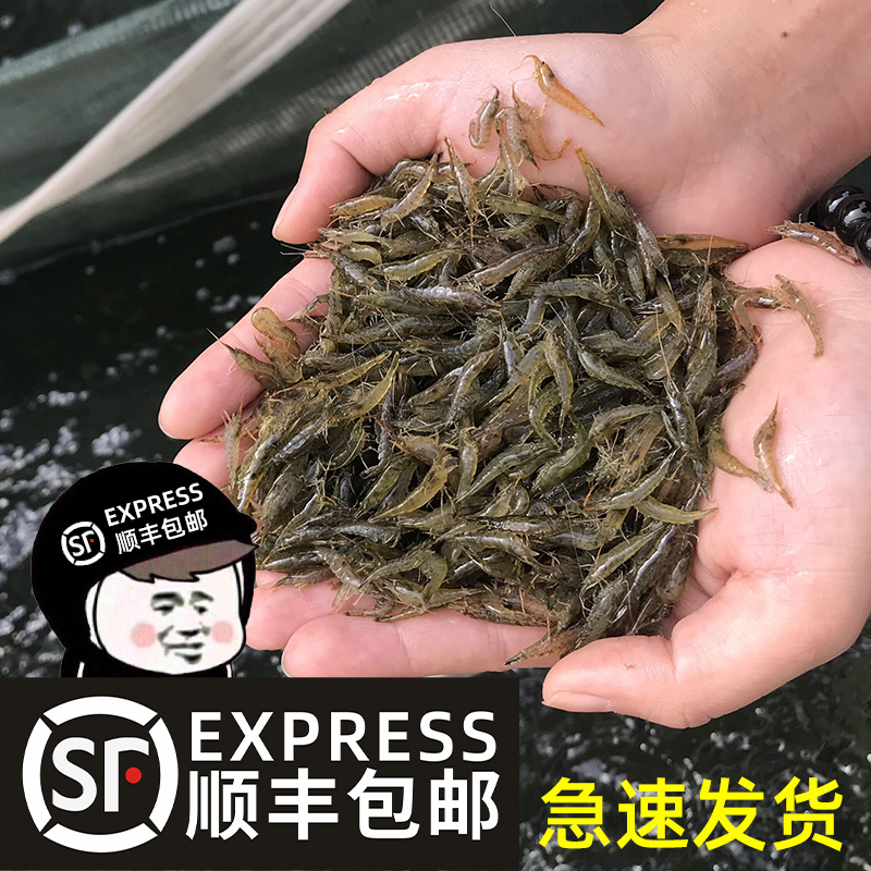 除藻淡水活体清洁饲料观赏虾鱼缸