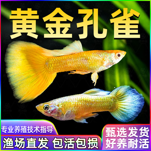 黄金孔雀鱼鱼苗观赏鱼活体热带鱼小型淡水好养耐活红绿灯斑马小鱼