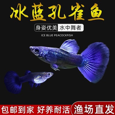 精品冰蓝孔雀鱼活鱼纯种大尾巴孕母临产凤尾鱼小型热带观赏鱼鱼苗