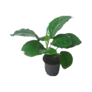 水草活体鱼缸造景好活易养 真水草增氧水下叶植物绿菊蜈蚣草装饰