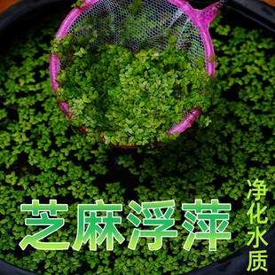 小叶浮萍青萍芝麻萍水草鱼缸鱼塘水养龟养鱼室外水池净化空气水质