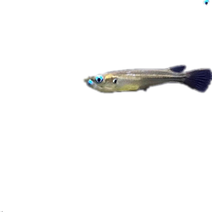 观背青鱂红树林桂系青鱂弓背原生鱼耐寒耐热群游蓝眼睛幽灵除油膜