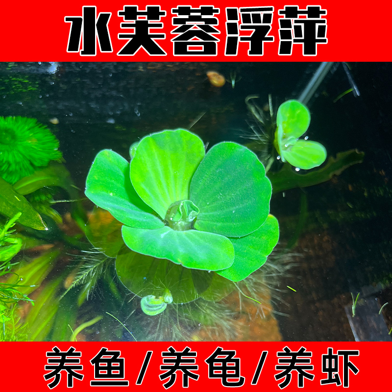 浮萍水草植物鱼缸睡莲水培植物和鱼共养一叶莲水葫芦水芙蓉水草