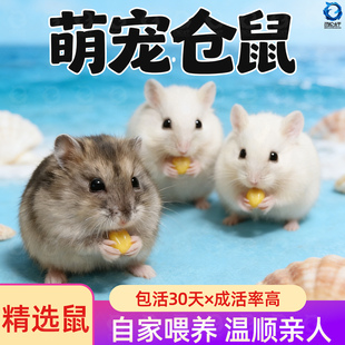 家养金丝熊小仓鼠活物小型可爱的鼠类小宠物一公一母紫仓布丁活体