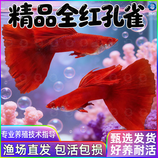 精品美国全红孔雀鱼活鱼热带鱼苗观赏鱼小型凤尾鱼大尾巴好养耐活