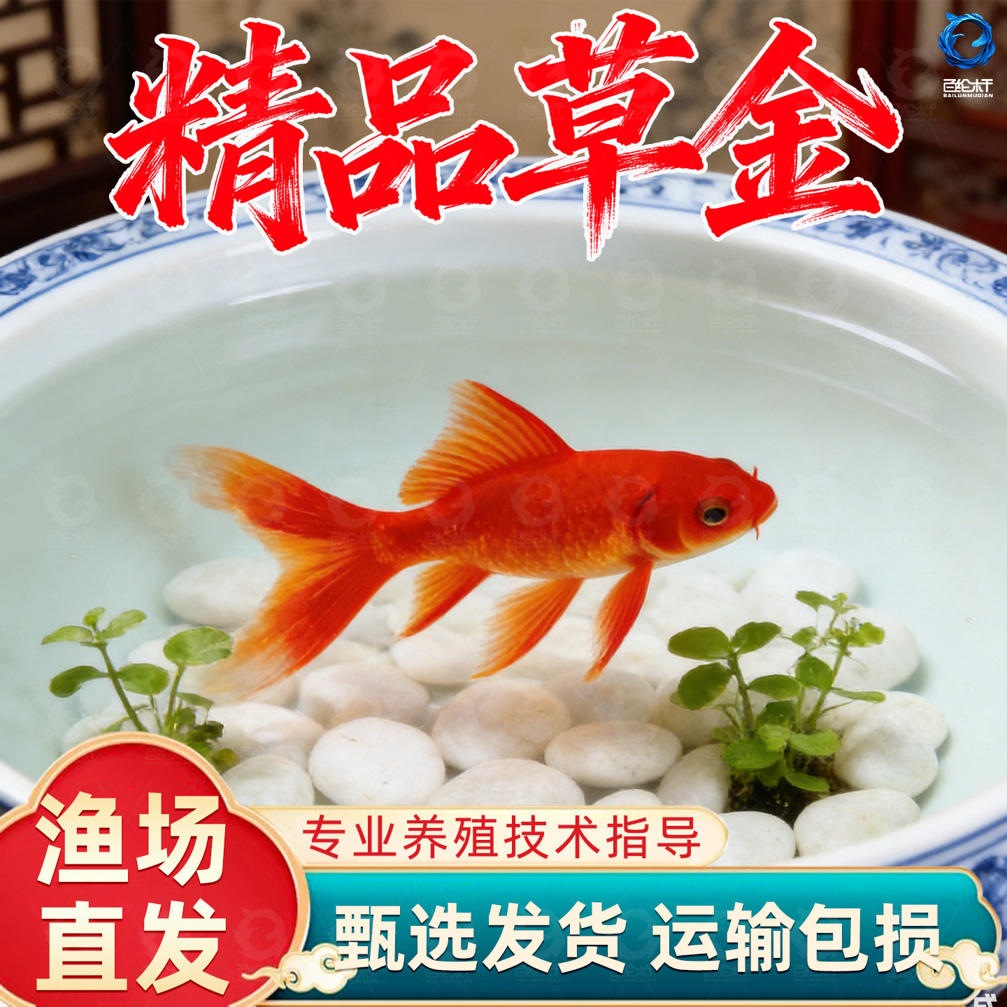 草金鱼活鱼锦鲤鱼苗观赏鱼淡水鱼冷水鱼小型耐活活体小金鱼红草金,宠物/宠物食品及用品,鱼,淘宝优惠券,粉丝福利购,淘宝优惠卷