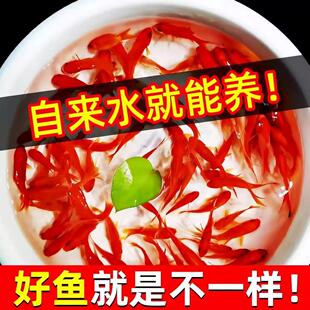 纯种凤尾大红色草金鱼小锦鲤打氧淡水观赏鱼苗好养耐活自来水冷水