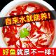 纯种凤尾大红色草金鱼小锦鲤打氧淡水观赏鱼苗好养耐活自来水冷水