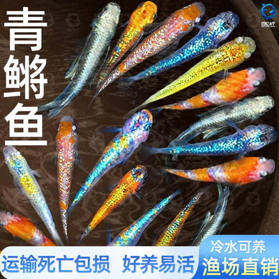 观背青鳉观赏鱼魔法鱼冷水淡水小型锦鲤金鱼活体不打氧好养易活