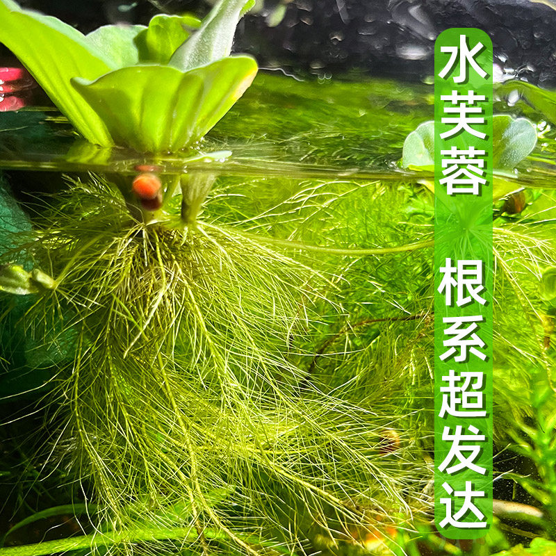 水芙蓉水草植物净化水质水生种子苗大薸净化水质鱼池池塘造景淡水,宠物/宠物食品及用品,水草,淘宝优惠券,粉丝福利购,淘宝优惠卷