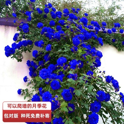 四季开蔷薇花苗爬藤花卉阳台藤本月季浓香庭院爬墙植物月季花盆栽