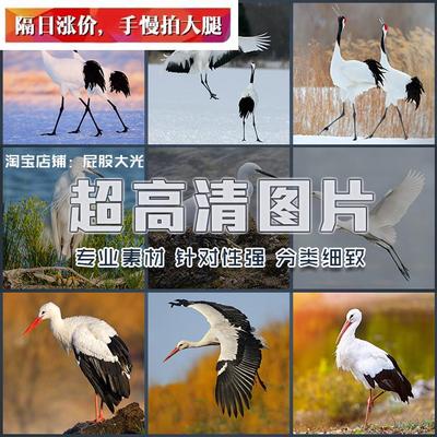 超大超高清图片白鹳白鹭丹顶鹤白鹤仙鹤鸟类野生动物湖面湖水素材