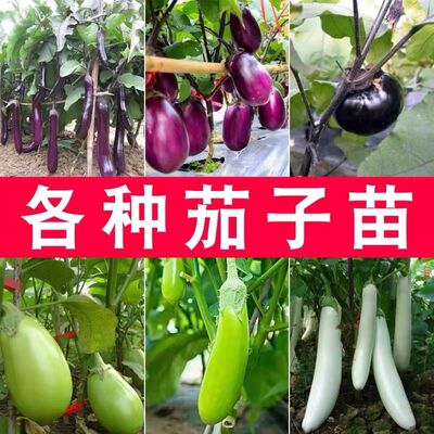 老品种茄子苗带土本地茄子苗秧苗山东寿光杭州广东大稼接竹丝高产