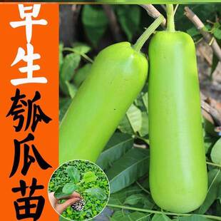瓠子瓜苗砍瓜种孑蒲瓜种子夜开花苗圆瓢瓜秧苗肉瓜短浦西葫芦蔬菜